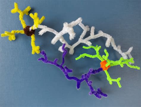 Image result for Pipe Cleaner Neuron Project