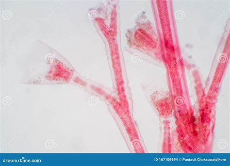 Obelia is a Genus of Hydrozoa, a Class of Mainly Marine and Some Freshwater Animal Species that ...