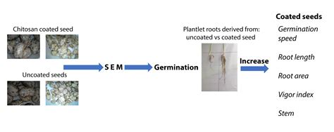 Effects on Germination and Plantlet Development of Sesame (Sesamum ...