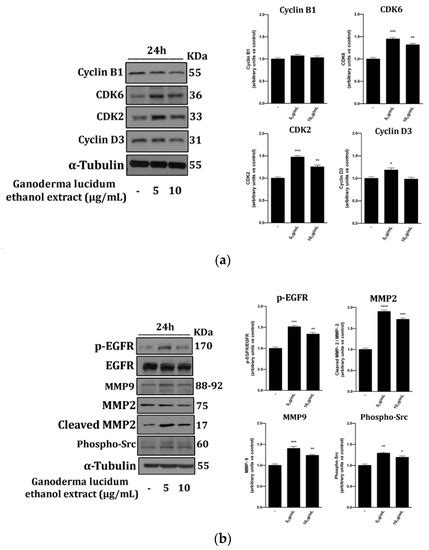 Ganoderma lucidum Ethanol Extracts Enhance Re-Epithelialization and ...