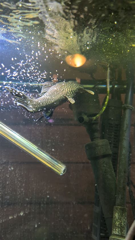 Image result for Plecko Add Note