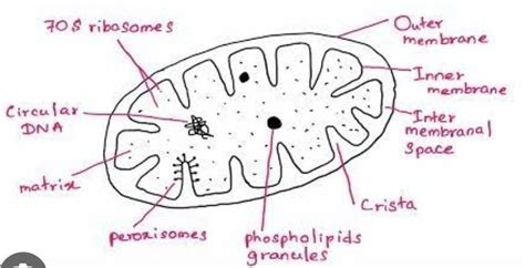draw a neat labelled diagram of the powerhouse of the cell - Brainly.in