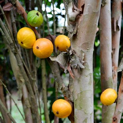 Cambuca Fruit Plants (Plinia Edulis) – veliyathgardens