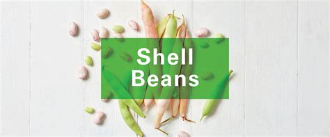 Image result for Shell Beans