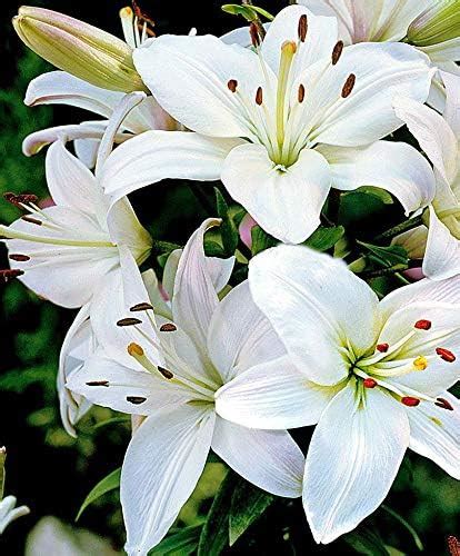 URBAN GARDENS® Asiatic Lily Yellow Pack Of Four Bulbs , Lilium Flower ...