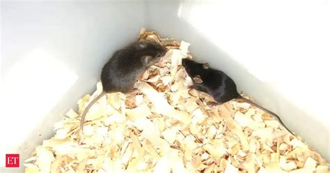 No mother needed: Scientists produce mice from two male parents - The ...