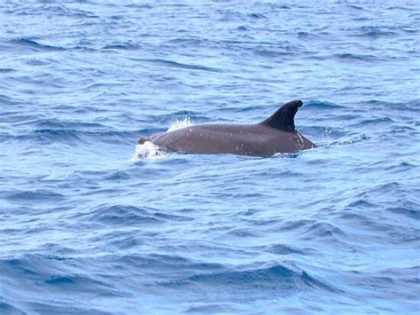 Madeira Sea Emotions Boat Tours (Canical) - 2022 What to Know Before ...