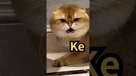 Image result for Angry Cat Sound Variations