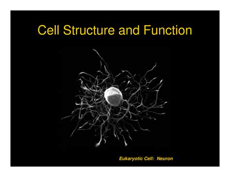 Cell Structure and Function - Cell Structure and Function Eukaryotic ...