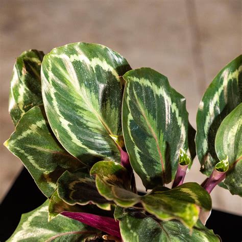 Calathea roseopicta 'Medallion' - Gabriella Plants