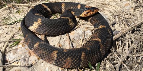52 Types of SNAKES That Live in Texas! (ID Guide) - Bird Watching HQ