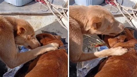 Video Video Of Rescued Dog Comforting Another Pup During Flood Will ...