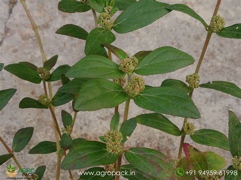 Asthma weed Plant For Sale In India | Online plant nursery