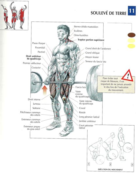 Image result for Exercices Musculation Bras