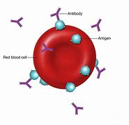 Image result for antibodies