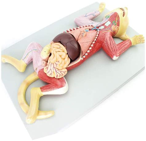 Buy Fotrsta Cat Anatomical Model, 3D Visual Cat Anatomical Model Kit ...