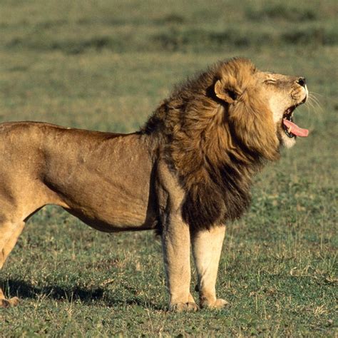 Image result for Lion Algorithm