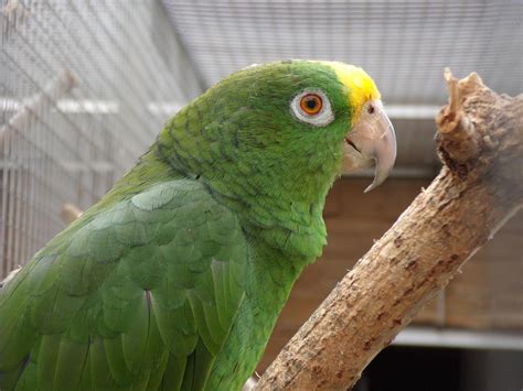 PAPOUSCI ZOO (2026) All You Need to Know BEFORE You Go (with Photos ...