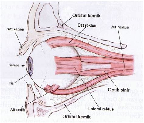 Göz Nedir - Gözün Yapısı ve Görevleri