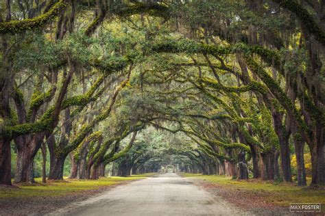 Savannah Georgia Plantations