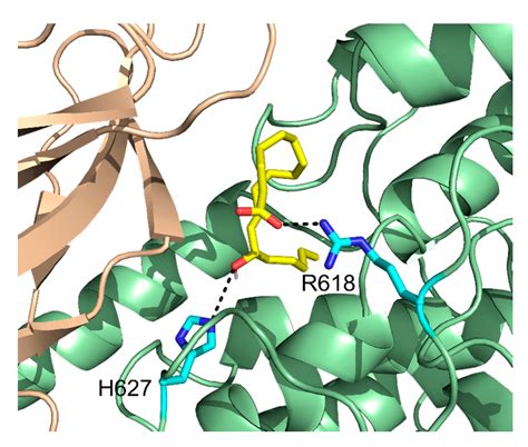 Fatty Acid Allosteric Regulation of C-H Activation in Plant and Animal ...