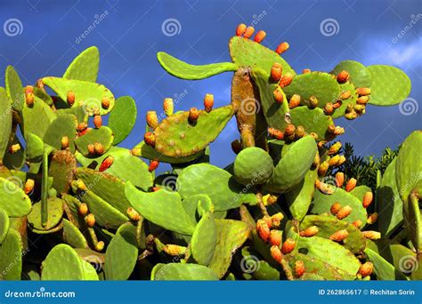 Opuntia or Prickly Pear Cactus. Stock Image - Image of ranging, house ...