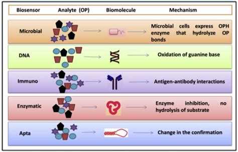 Advances in Enzyme-Based Biosensors for Pesticide Detection