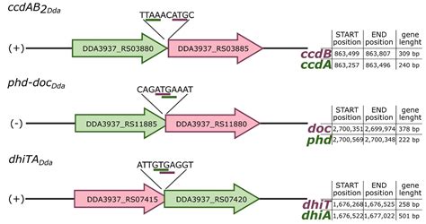 Identification of Three Type II Toxin-Antitoxin Systems in Model ...