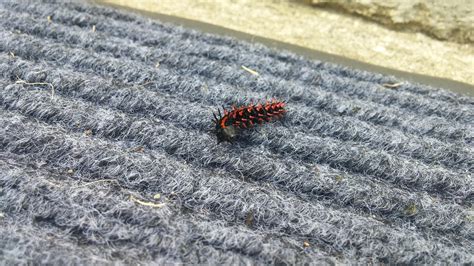 Red White Black Caterpillar