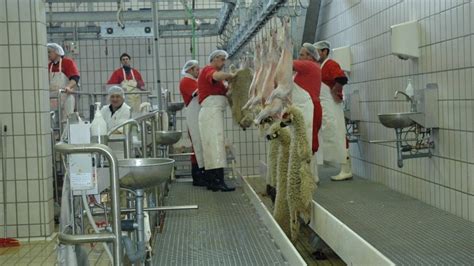 Image result for Sheep Slaughter Process