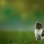 Image result for Cute Cat and Bunny Sceach