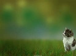 Image result for Cute Cat Poems