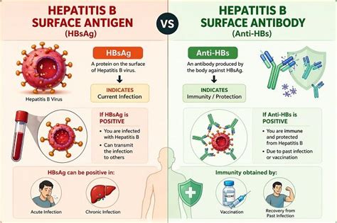 Hepatitis B Surface Antigen vs Antibody: What’s the Difference?