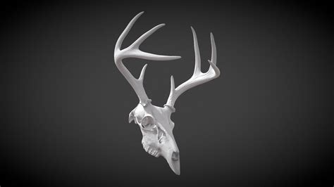 stag lowpoly deer skull - Download Free 3D model by Young (@gunflame) [74a25fc] - Sketchfab
