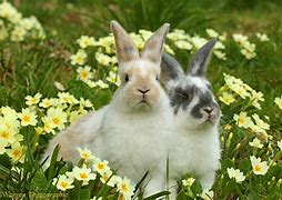 Image result for Rabbit Flower