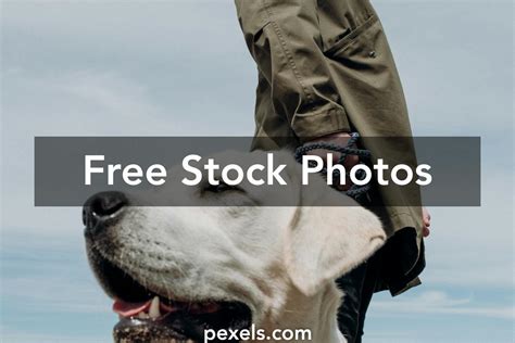 Image result for Adult Labrador