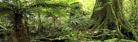 Buy Carolina Custom Cages Reptile Habitat Background; Rain Forest, for ...