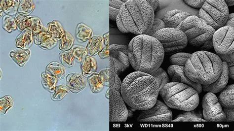 Pollen Light Microscope