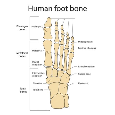 Foot Bones Diagram