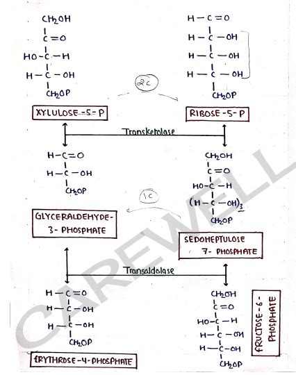 Biochemistry Unit 2 Notes - 2nd Semester B Pharmacy | Carewell Pharma