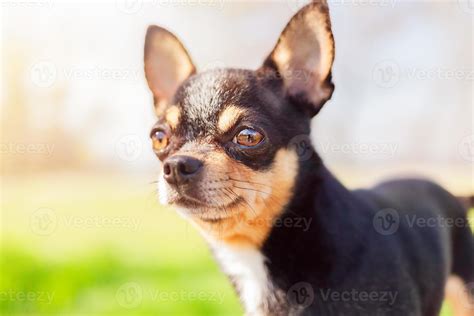 A black, brown and white chihuahua dog stands on a nature background. A ...