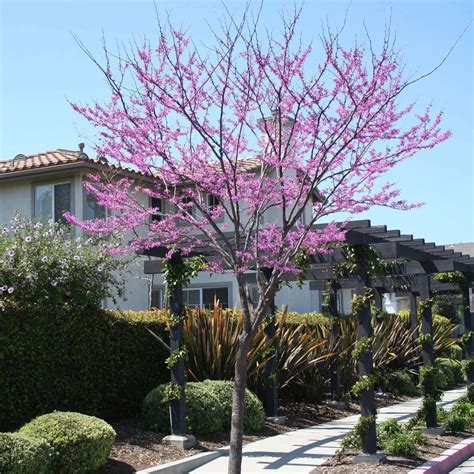 Eastern Redbud Tree In Winter