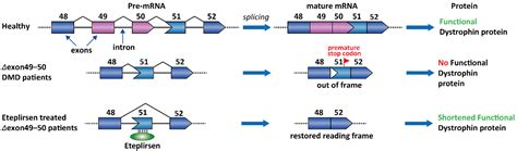 RNA-Targeting Splicing Modifiers: Drug Development and Screening Assays