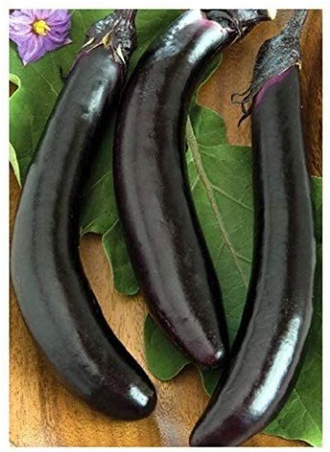 CYBEXIS Black Long Brinjal Aubergine – Orient Express (Solanum ...