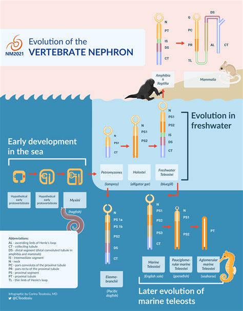 #NephMadness 2021: The evolution of the nephron – lessons from the wild – AJKD Blog