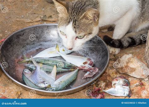 Cat Eating Goldfish
