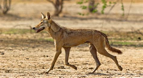 Image result for Breed of Wolves