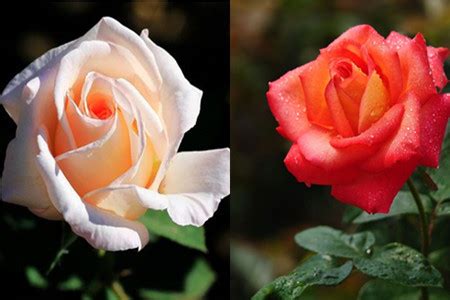 玫瑰和月季的区别 —【发财农业网】