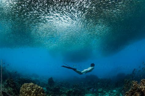 Fish Swim Model 的图像结果