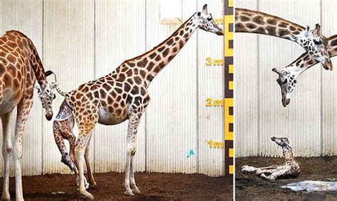 How Long Does A Giraffe Stay Pregnant? The Secret Truth Revealed